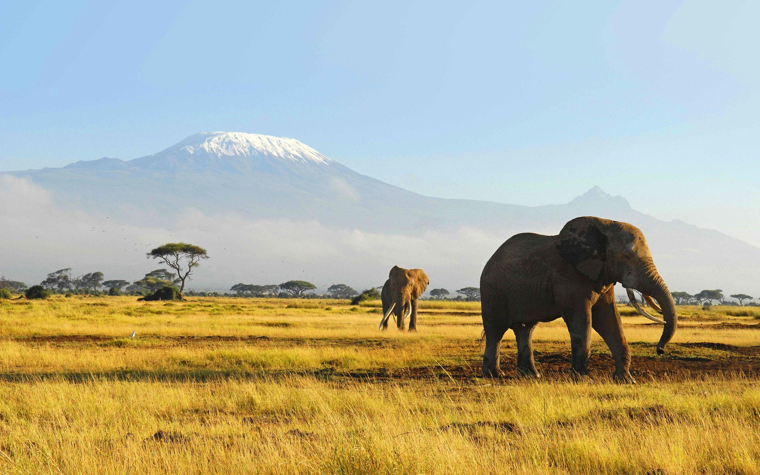 Elephants in Tanzania with the majestic Mount Kilimanjaro in the background