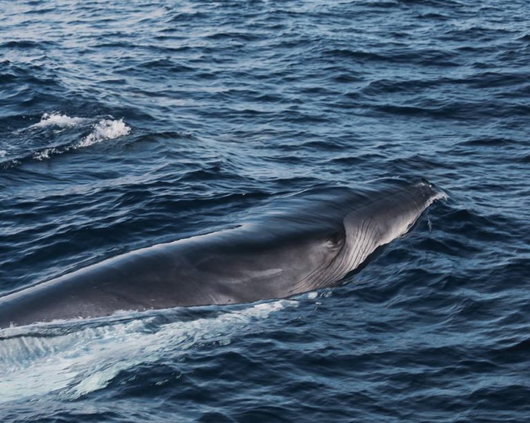 Dolphin Watching - Image 5
