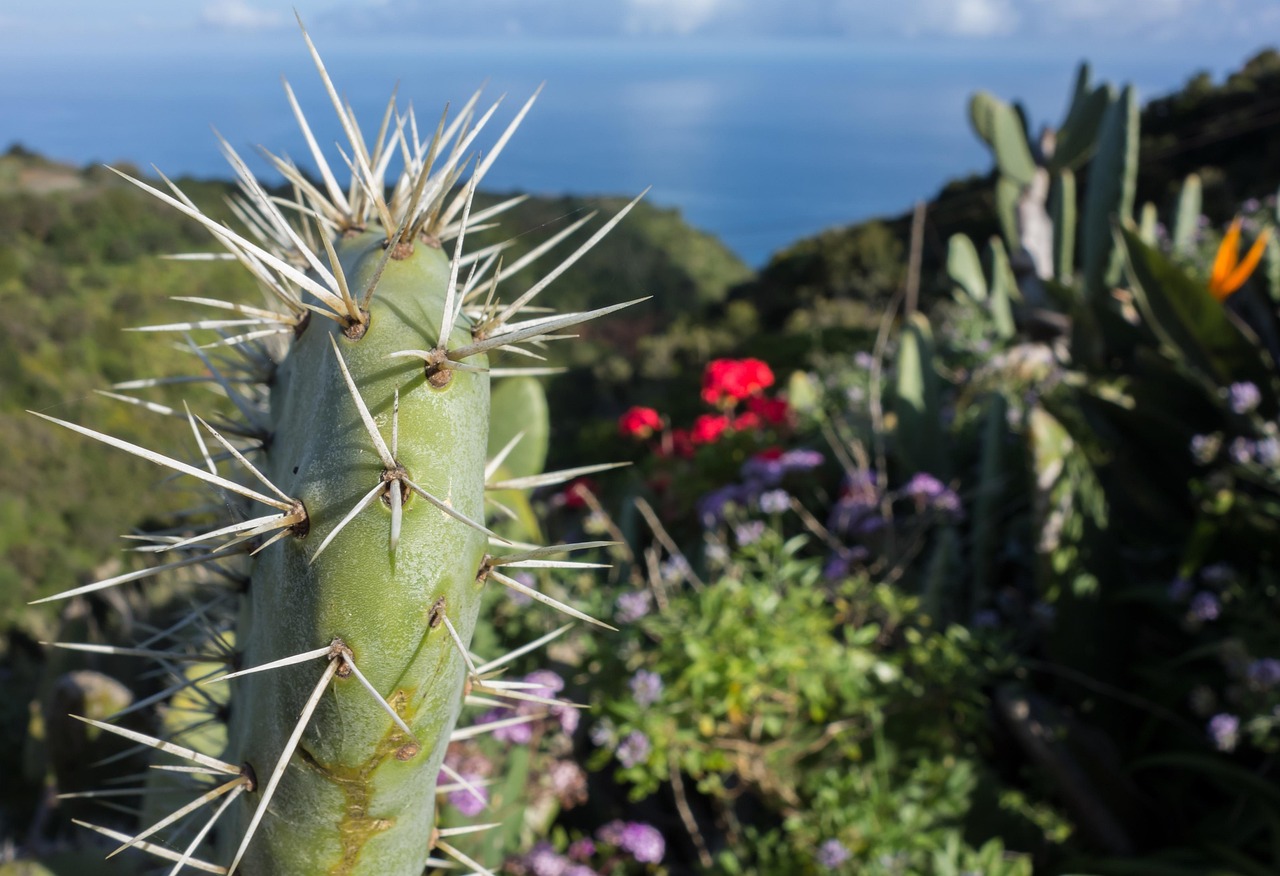 The wild landscape of La Palma Island, Canary Islands