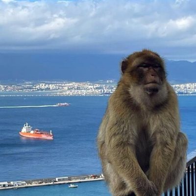 Monkey in Gibraltar